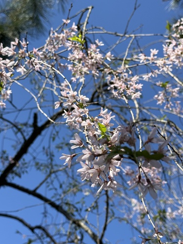 Weeping Cherry (Prunus pendula)