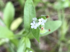 Myosotis macrosperma
