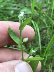 Myosotis macrosperma