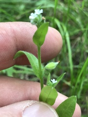 Myosotis macrosperma