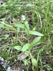 Myosotis macrosperma