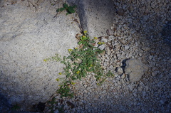 Rorippa subumbellata