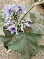 Solanum