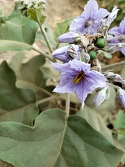 Solanum