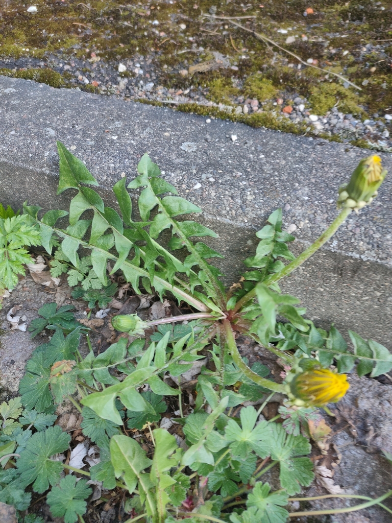 Taraxacum crassum