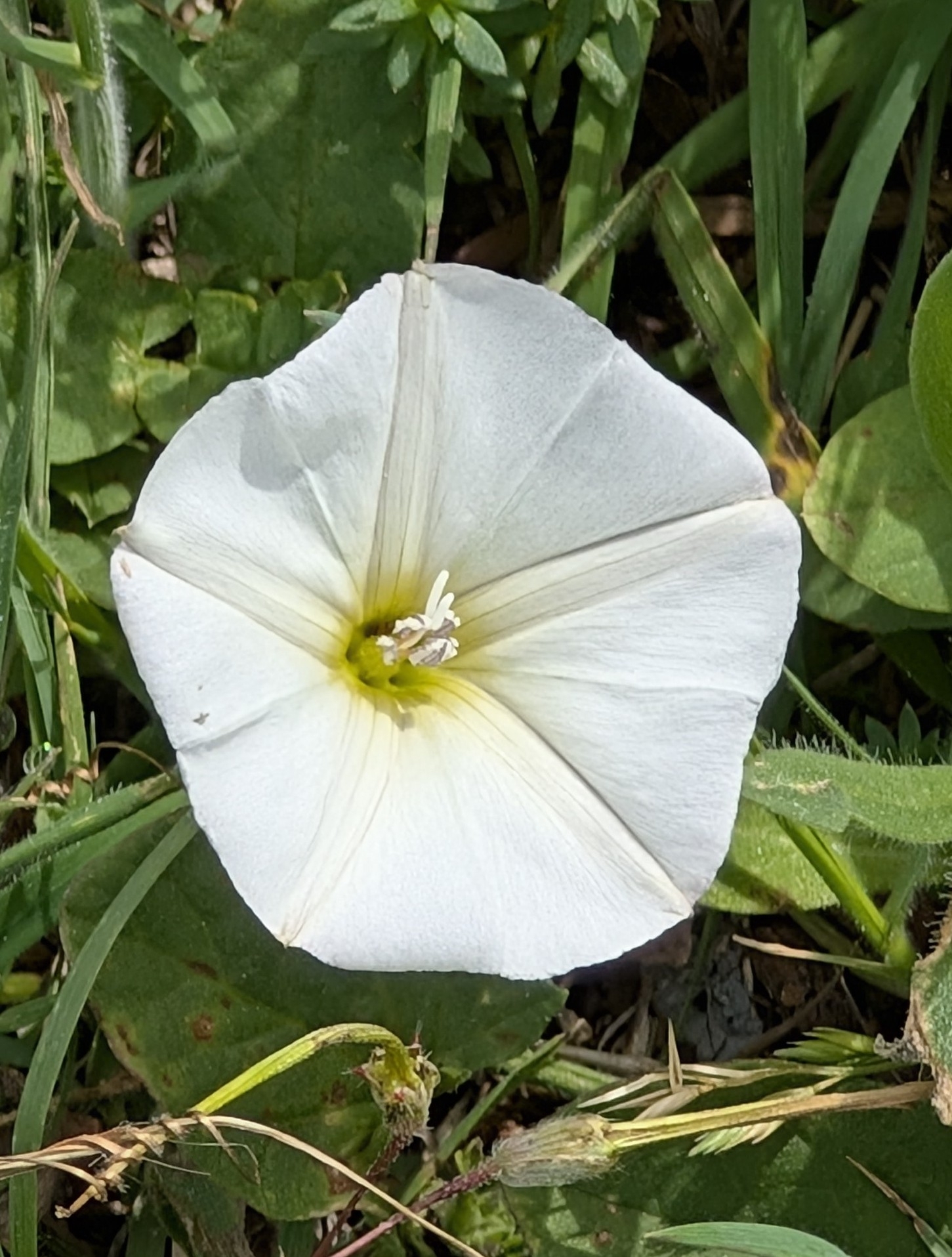 Field Bindweed (Convolvulus arvensis)