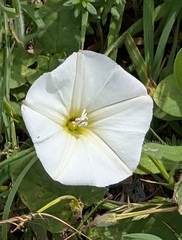 Field Bindweed (Convolvulus arvensis)