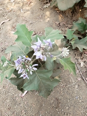 Solanum