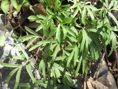 Spuriopimpinella brachycarpa