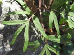 Spuriopimpinella brachycarpa