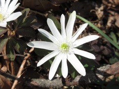 Anemonoides raddeana