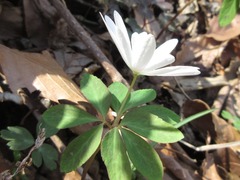 Anemonoides raddeana