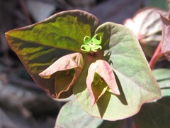 Euphorbia sieboldiana