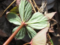 Euphorbia sieboldiana