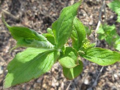 Weigela subsessilis