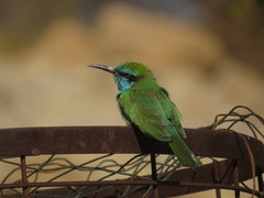 Merops cyanophrys cyanophrys