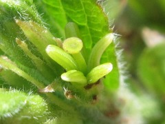 Weigela subsessilis