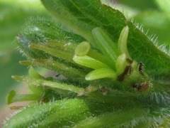 Weigela subsessilis