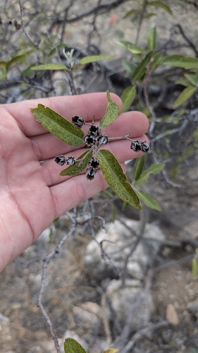 Arizona rosewood (Vauquelinia californica)