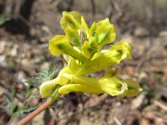 Corydalis speciosa