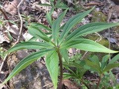 Paris verticillata