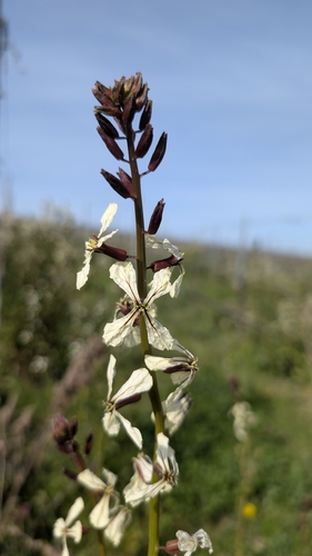 Eruca sativa