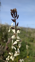 Eruca sativa