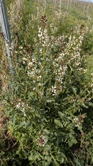 Eruca sativa, photograph Marco Lipka, CC BY, iNaturalist via GBIF