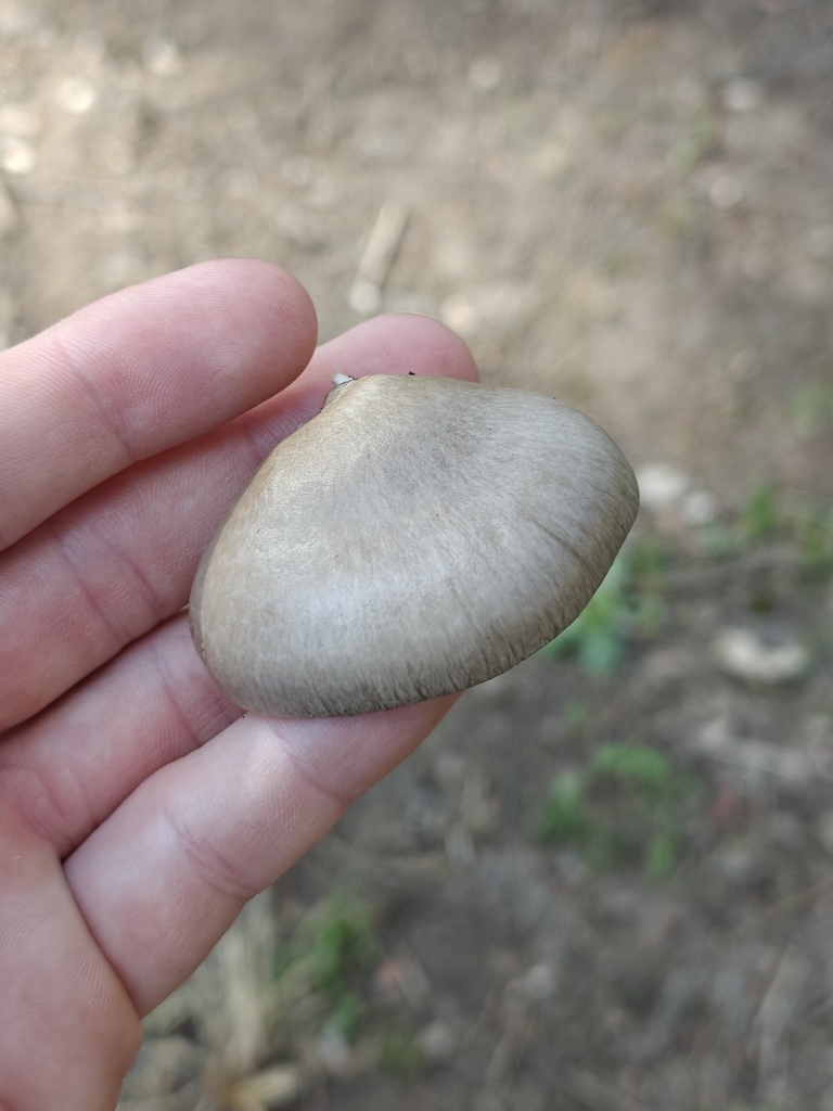 Pleurotus calyptratus