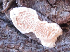 Acleris takeuchii