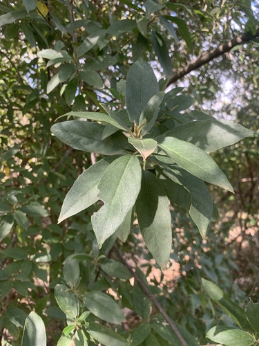 Wild Peach (Kiggelaria africana)