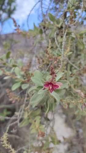 Krameria tomentosa, 2026-03-18