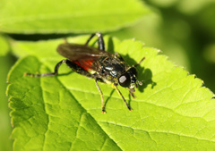 Chalcosyrphus