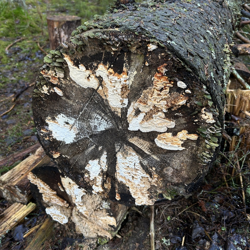 Fomitopsis serialis · April 2026 · photo: © artot_t_maatta (iNaturalist, cc0)