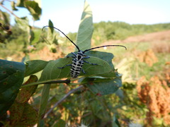 Plectrodera scalator