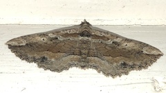 Chrysolarentia leucophanes