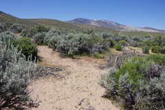 Erythranthe carsonensis