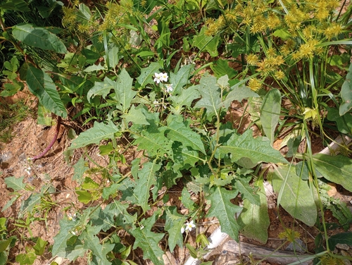 Carolina horsenettle (Solanum carolinense)