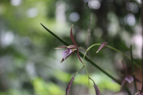 María's Encyclia (Encyclia bractescens)