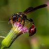 Slosson's Mason Wasp - Photo (c) kabuckley, some rights reserved (CC BY-NC)