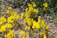 Erythranthe carsonensis