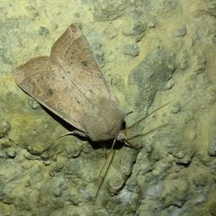 Orthosia gracilis