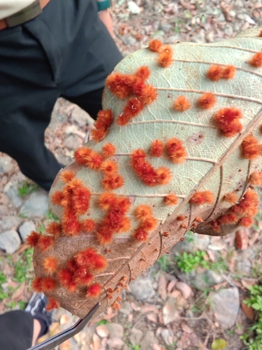 Microdesmia arborea observed 2026-04-04
