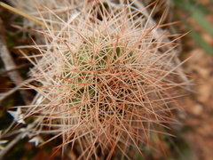 Echinocereus reichenbachii baileyi