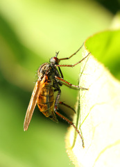 Empis tessellata