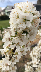 Prunus