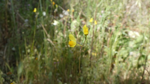 Ballast Toadflax (Linaria spartea)