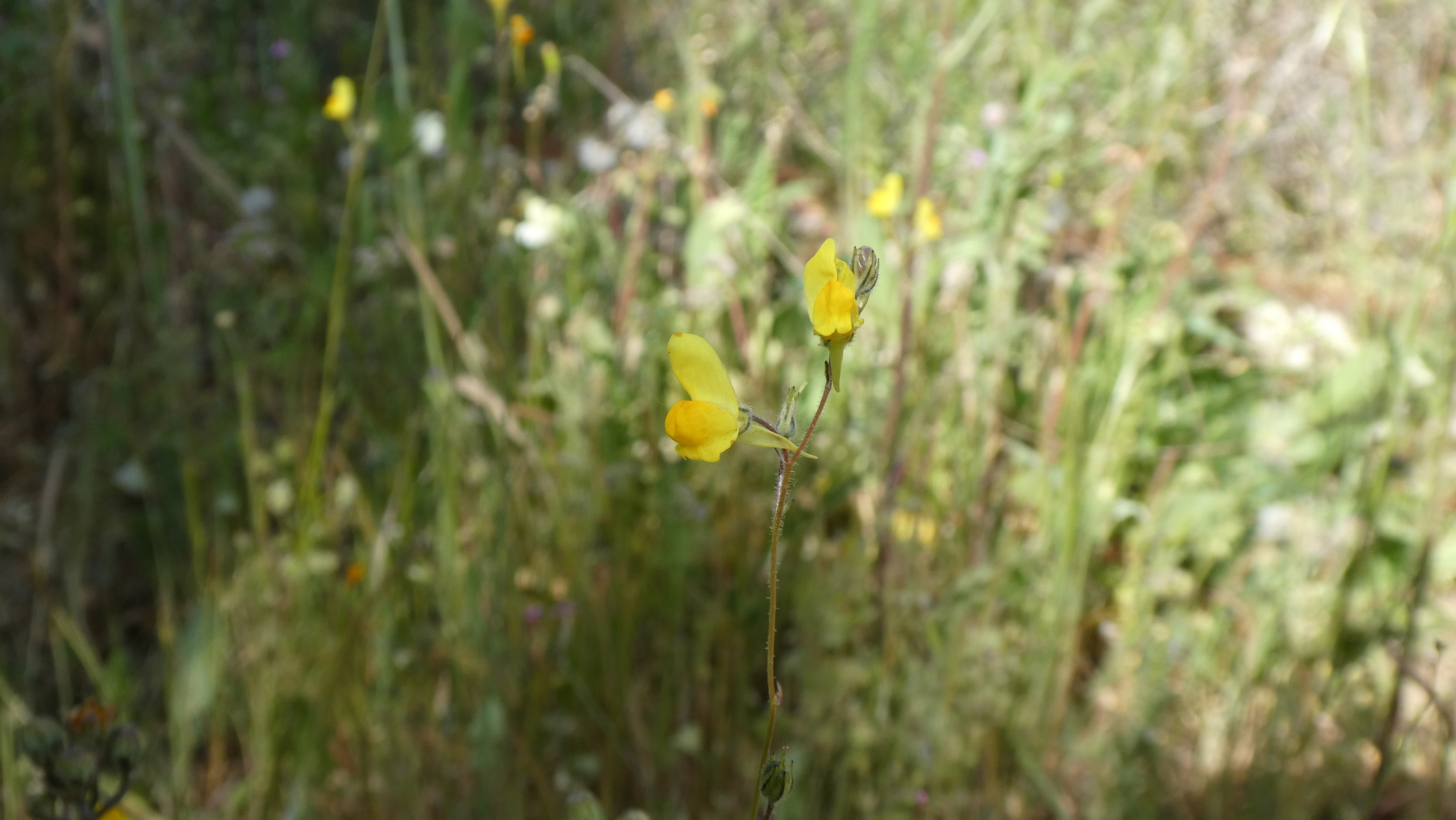 Ballast Toadflax (Linaria spartea)