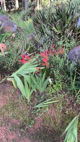 Zigzag Montbretia