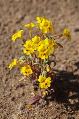 Erythranthe carsonensis